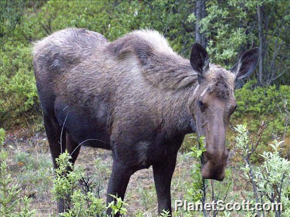 Moose (Alces alces)