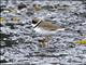 Semipalmated Plover (Charadrius semipalmatus)