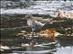 Spotted Sandpiper (Tringa macularia) 