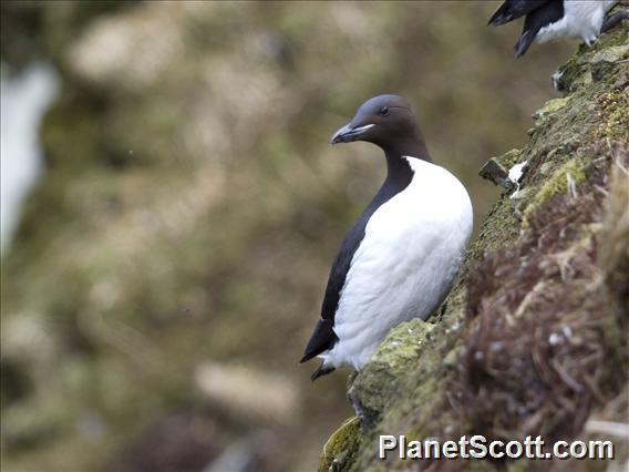 Thick-billed Murre (Uria lomvia)