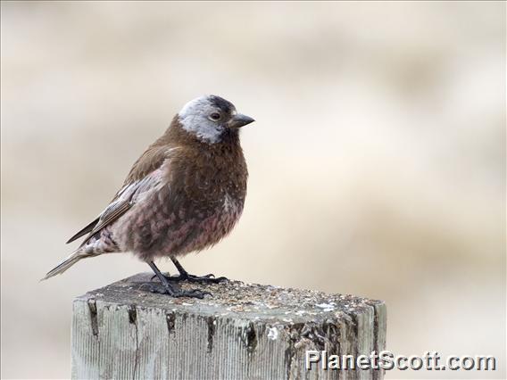 Gray-crowned Rosy-Finch (Leucosticte tephrocotis)