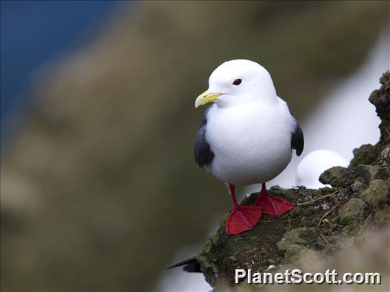 Red-legged Kittiwake (Rissa brevirostris)