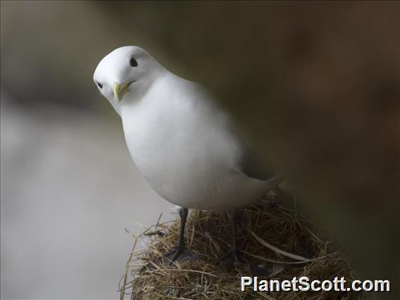 Black-legged Kittiwake (Rissa tridactyla)