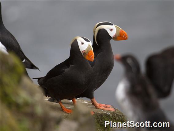 Tufted Puffin (Fratercula cirrhata)