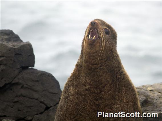 Northern Fur Seal (Callorhinus ursinus)