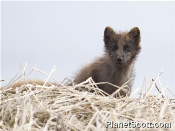 Arctic Fox (Alopex lagopus)