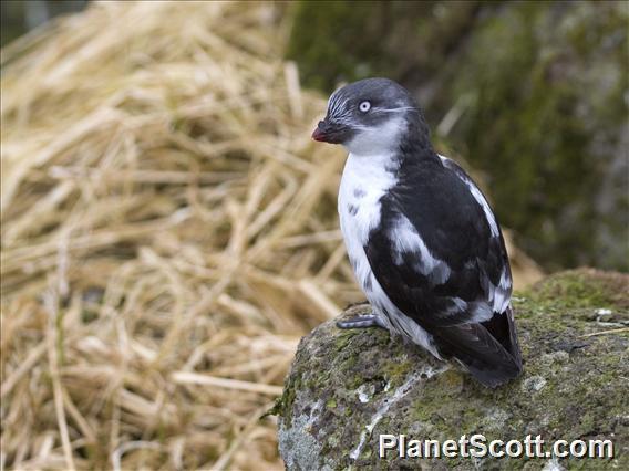 Least Auklet (Aethia pusilla)