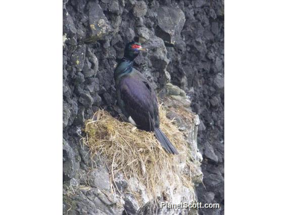 Red-faced Cormorant (Urile urile)