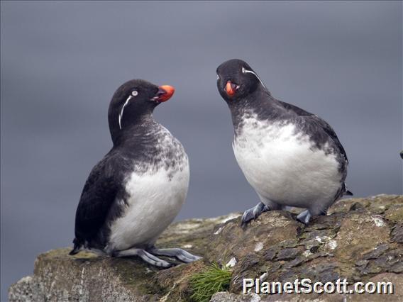 Parakeet Auklet (Aethia psittacula)