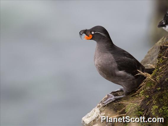 Crested Auklet (Aethia cristatella)