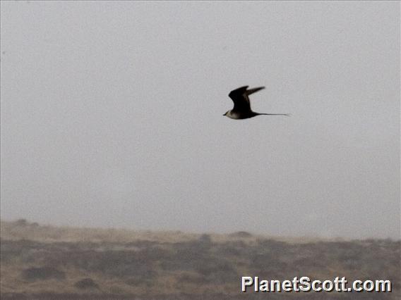 Long-tailed Jaeger (Stercorarius longicaudus)