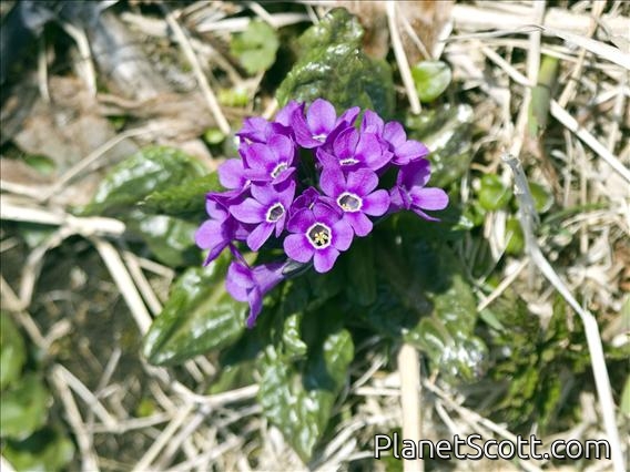 Primrose (Primula sp)