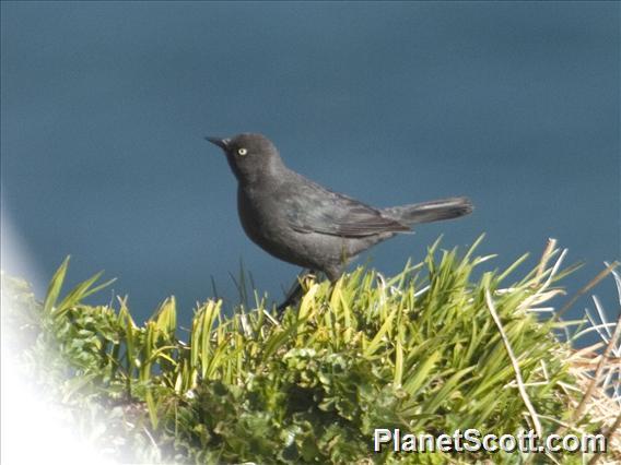 Rusty Blackbird (Euphagus carolinus)