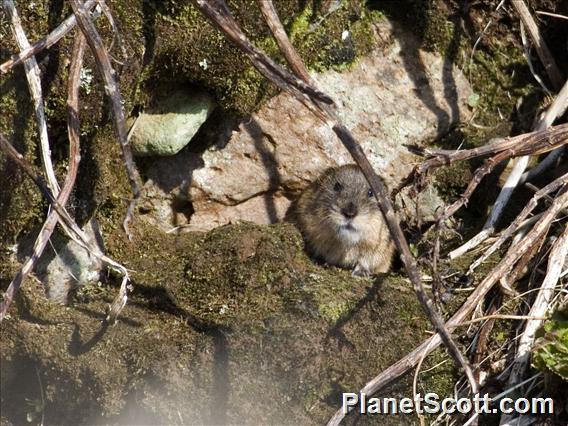 Brown Lemming (Lemmus trimucronatus)