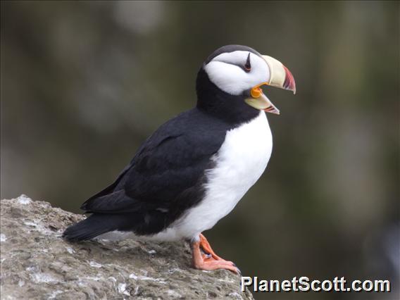 Horned Puffin (Fratercula corniculata)