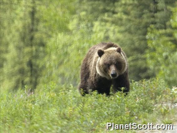 Brown Bear (Ursus arctos)