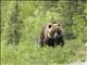 Brown Bear (Ursus arctos)