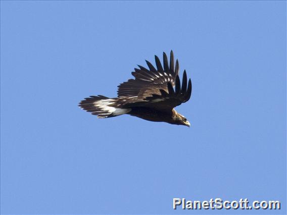 Golden Eagle (Aquila chrysaetos)