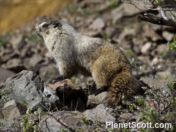 Hoary Marmot (Marmota caligata)