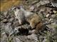 Hoary Marmot (Marmota caligata)