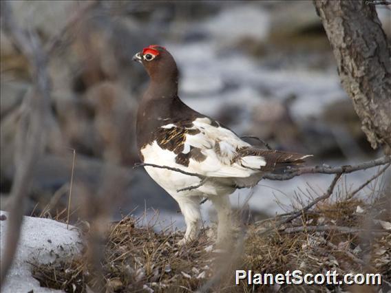 Willow Ptarmigan (Lagopus lagopus)