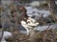 Willow Ptarmigan (Lagopus lagopus)