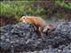 Red Fox (Vulpes vulpes) - Marking Territory