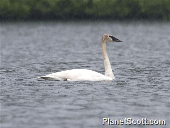 Trumpeter Swan (Cygnus buccinator)