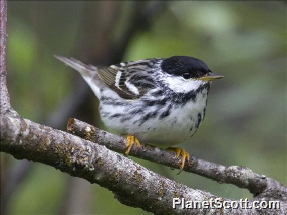 Blackpoll Warbler (Setophaga striata)