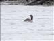 Red-throated Loon (Gavia stellata) - Breeding