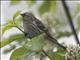 Common Redpoll (Carduelis flammea)