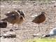 Hudsonian Godwit (Limosa haemastica)