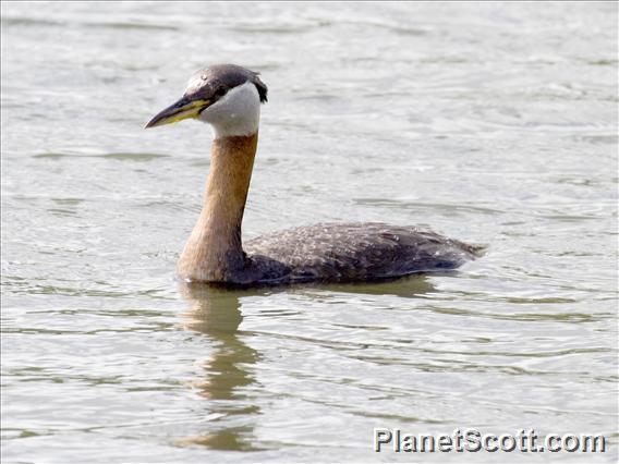 Red-necked Grebe (Podiceps grisegena)