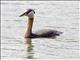 Red-necked Grebe (Podiceps grisegena)