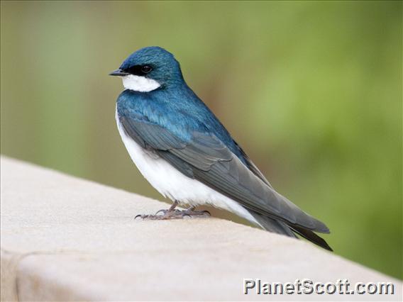 Tree Swallow (Tachycineta bicolor)