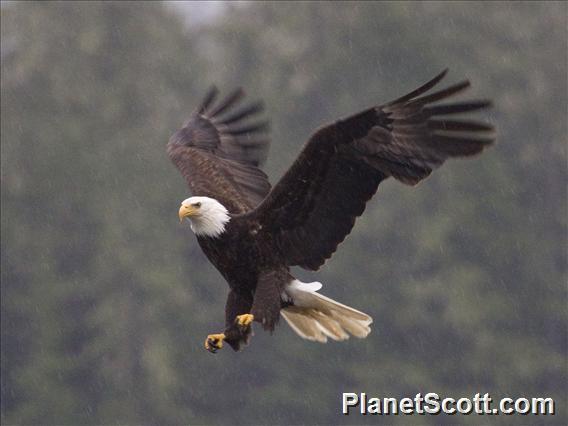 Bald Eagle (Haliaeetus leucocephalus)