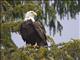 Bald Eagle (Haliaeetus leucocephalus)