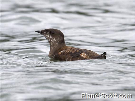 Marbled Murrelet (Brachyramphus marmoratus)