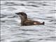 Marbled Murrelet (Brachyramphus marmoratus)