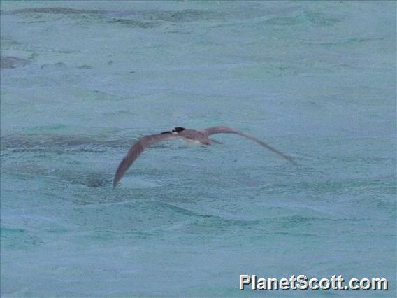 Gray-backed Tern (Onychoprion lunatus)