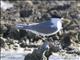 Great Crested-Tern (Sterna bergii) - Breeding