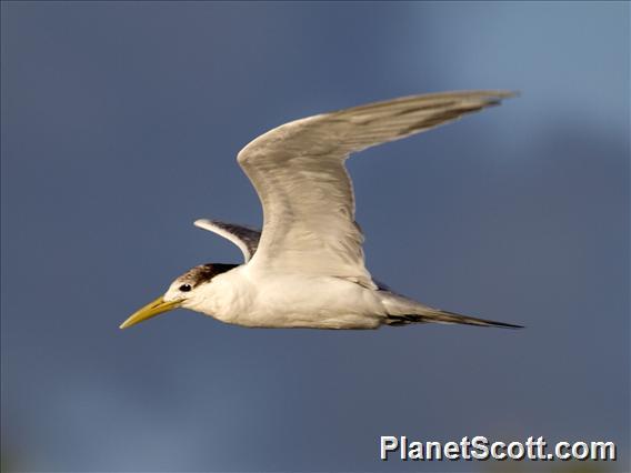 Great Crested Tern (Thalasseus bergii)