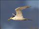 Great Crested-Tern (Sterna bergii) - Non-breeding