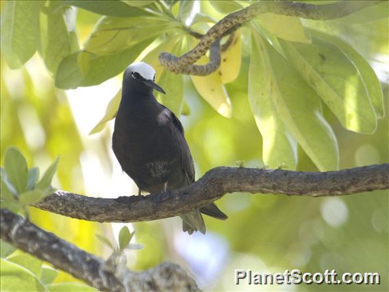 Black Noddy (Anous minutus)