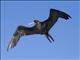 Great Frigatebird (Fregata minor)