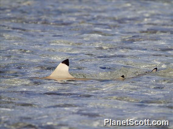 Blacktip Reef Shark  (Carcharhinus melanopterus)