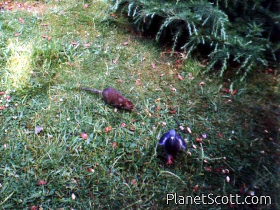 Images for Europe 2001