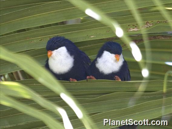 Blue Lorikeet (Vini peruviana)