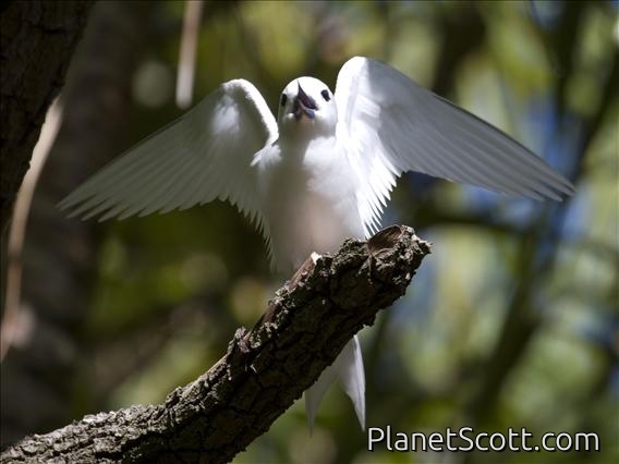 Blue-billed White-Tern (Gygis candida)
