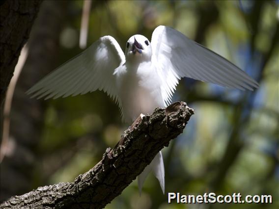 Common White-Tern (Gygis alba)